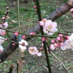 賃貸借契約の現状回復義務について