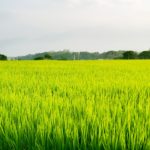 米を中心とした経済と貨幣経済