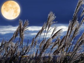 秋の月夜の画像